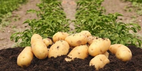 Colette krompir: karakteristike, sadnja i njega